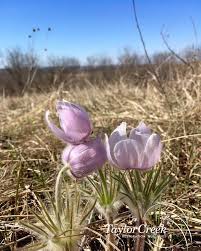 Attēlu rezultāti vaicājumam “Pulsatilla patens”