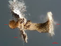 Attēlu rezultāti vaicājumam “Didymium nigripes young”