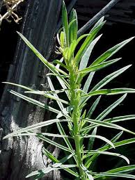 Attēlu rezultāti vaicājumam “Linaria vulgaris leaf”