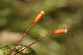 Attēlu rezultāti vaicājumam “Isothecium alopecuroides”