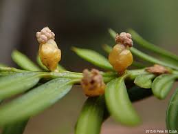 Attēlu rezultāti vaicājumam “Taxus baccata male flower”