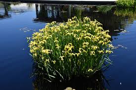 Attēlu rezultāti vaicājumam “Iris pseudacorus”