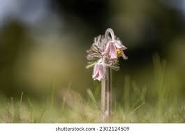 Attēlu rezultāti vaicājumam “Pulsatilla pratensis”