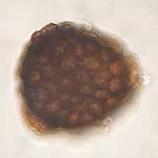 Attēlu rezultāti vaicājumam “Riccia bifurca”