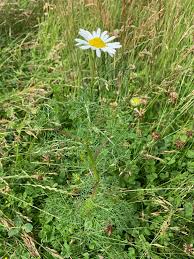Attēlu rezultāti vaicājumam “Tripleurospermum inodorum”