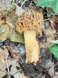 Attēlu rezultāti vaicājumam “Morchella esculenta”