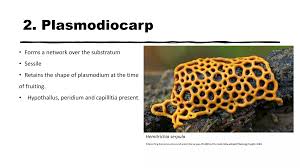 Attēlu rezultāti vaicājumam “Badhamia dubia sessile”