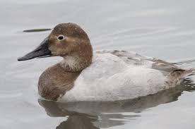 Image result for Aythya valisineria