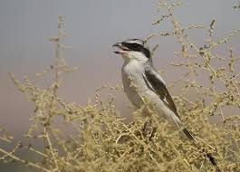 Attēlu rezultāti vaicājumam “Lanius excubitor adult”