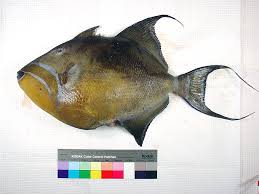 Image result for Balistes vetula