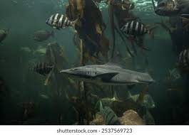 Image result for Triakis megalopterus