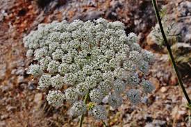 Attēlu rezultāti vaicājumam “Daucus carota subsp. carota fruit”