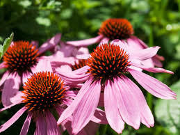 Image result for Echinacea angustifolia