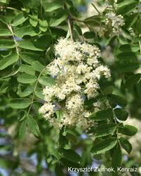 Attēlu rezultāti vaicājumam “Sorbus aucuparia flower”