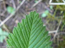 Attēlu rezultāti vaicājumam “Fragaria viridis leaf”