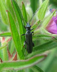 Attēlu rezultāti vaicājumam “Dasytidae”