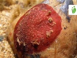 Attēlu rezultāti vaicājumam “Hildenbrandia rivularis”