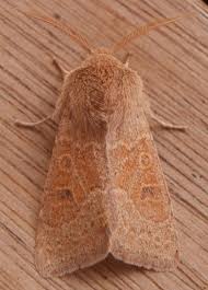 Attēlu rezultāti vaicājumam “Orthosia miniosa imago”