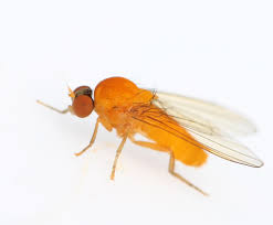 Attēlu rezultāti vaicājumam “Agathomyia wankowiczii”