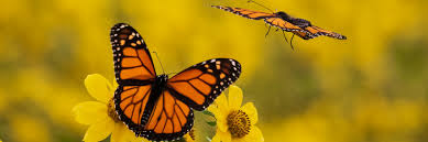 Image result for monarch butterfly