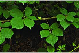 Attēlu rezultāti vaicājumam “Rubus nessensis leaf”