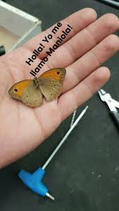 Attēlu rezultāti vaicājumam “Maniola jurtina male”