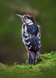 Attēlu rezultāti vaicājumam “Dendrocopos major”