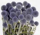A. Perri Farms: ECHINOPS