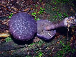 Attēlu rezultāti vaicājumam “Cortinarius violaceus”