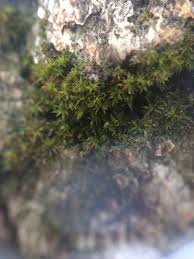 Attēlu rezultāti vaicājumam “Zygodon rupestris”