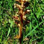 Attēlu rezultāti vaicājumam “Orobanche reticulata”