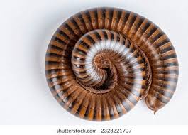 Attēlu rezultāti vaicājumam “Myriapoda”