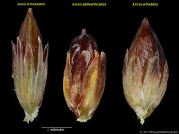 Attēlu rezultāti vaicājumam “Juncus articulatus”