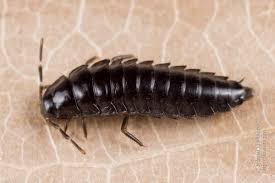 Attēlu rezultāti vaicājumam “Phosphuga atrata”