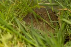 Attēlu rezultāti vaicājumam “Microtus agrestis”