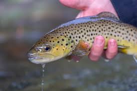 Image result for Salmo trutta