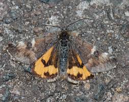 Attēlu rezultāti vaicājumam “Archiearis parthenias”