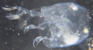 Attēlu rezultāti vaicājumam “Phronia sp.”