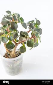 Image result for Aichryson