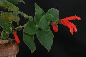 Image result for Sinningia