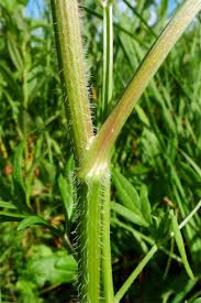 Attēlu rezultāti vaicājumam “Laserpitium prutenicum”