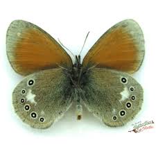 Attēlu rezultāti vaicājumam “Coenonympha glycerion underside”