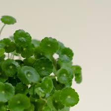 「銅錢草」的圖片搜尋結果