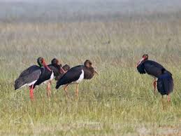 Attēlu rezultāti vaicājumam “Ciconia nigra adult”