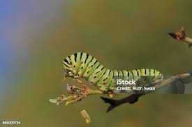 Attēlu rezultāti vaicājumam “Papilio machaon larva”
