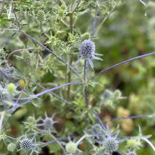 Attēlu rezultāti vaicājumam “Eryngium planum”