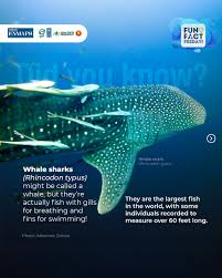 Image result for Rhincodon typus