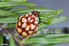 Attēlu rezultāti vaicājumam “Sospita vigintiguttata”