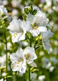 Image result for Polemonium coeruleum album