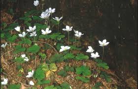 Attēlu rezultāti vaicājumam “Oxalis acetosella fruit”